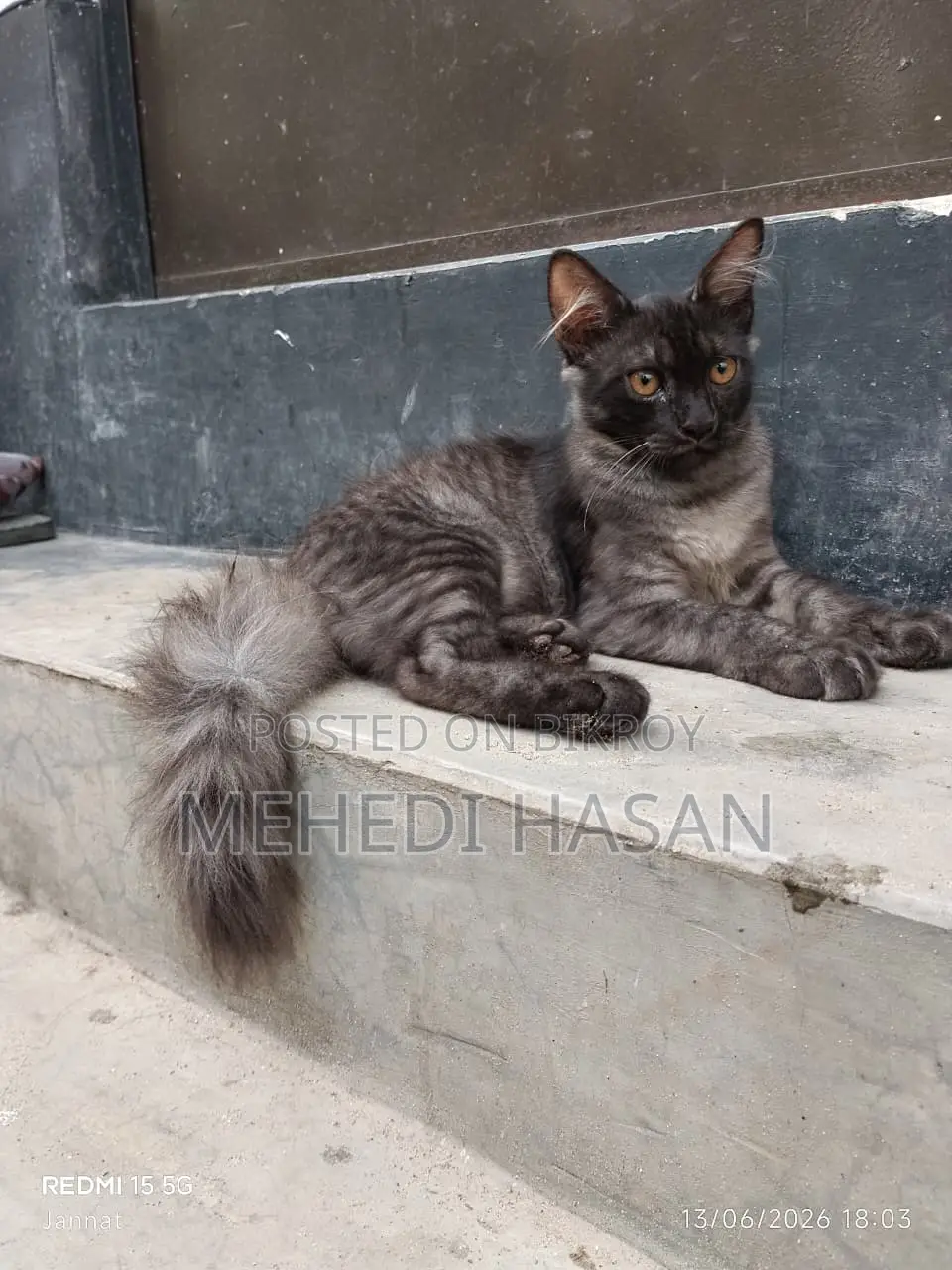 ১-৩ মাস বয়সী ফিমেল মিক্সড ব্রিড পার্সিয়ান বিড়াল