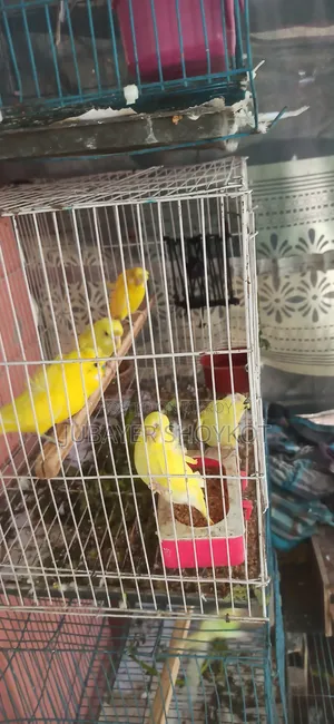 3 pieces Yellow DF JP Double Flower babies for sale