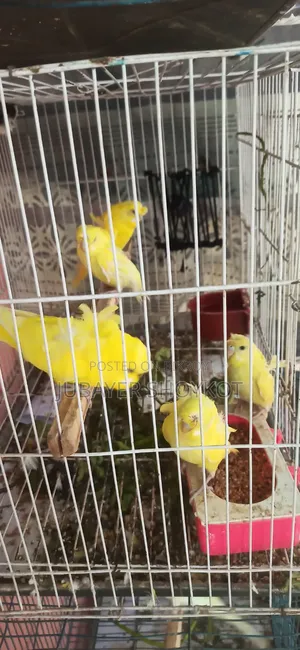 3 pieces Yellow DF JP Double Flower babies for sale