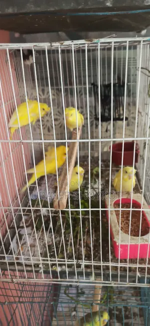 3 pieces Yellow DF JP Double Flower babies for sale