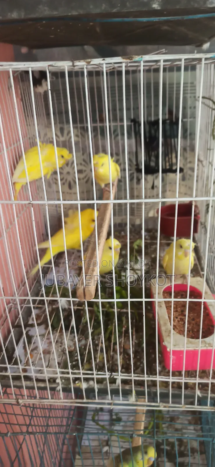3 pieces Yellow DF JP Double Flower babies for sale