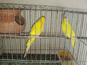 রেড লুটিনো বাজরিগার