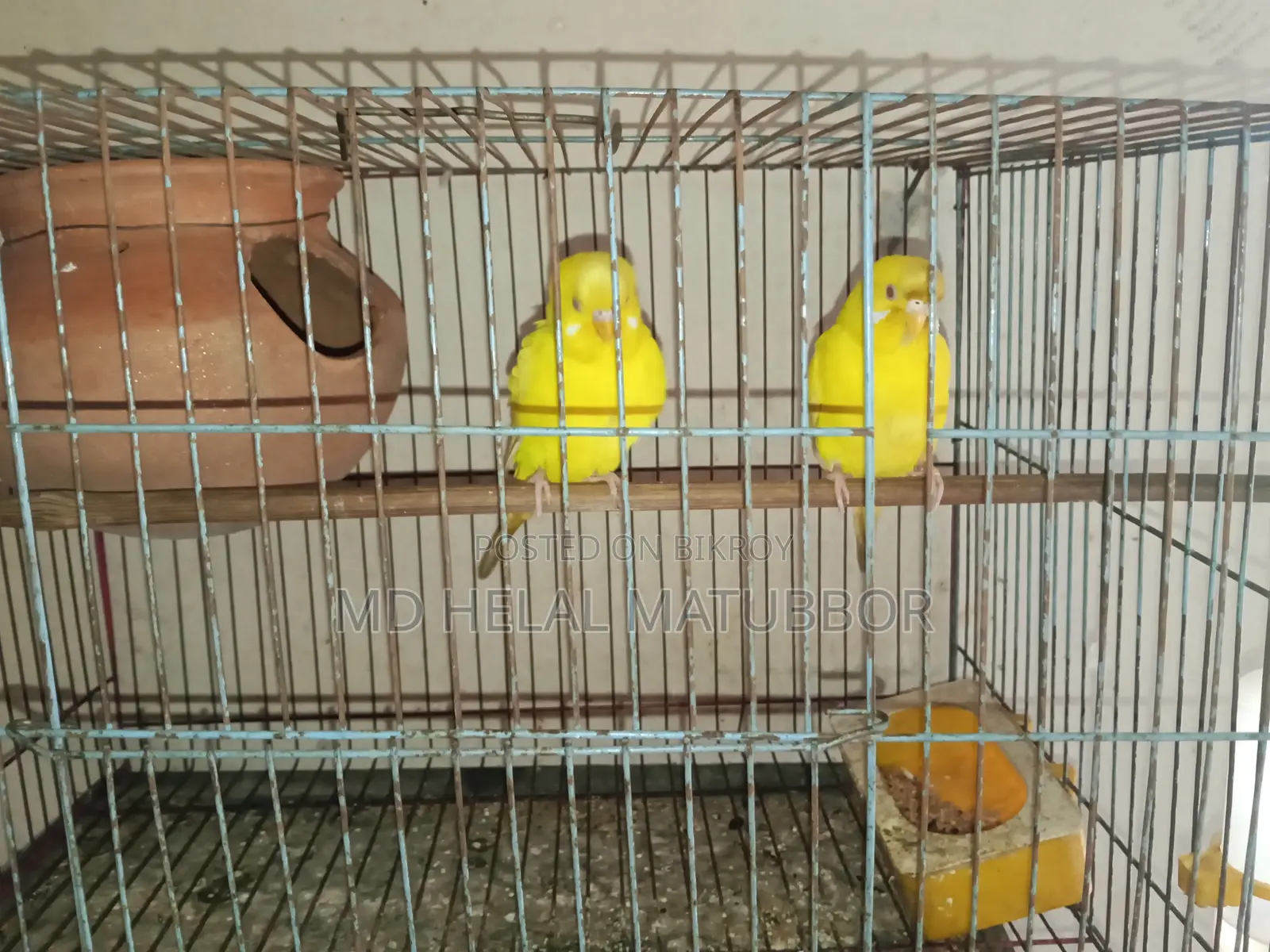 রেড লুটিনো বাজরিগার