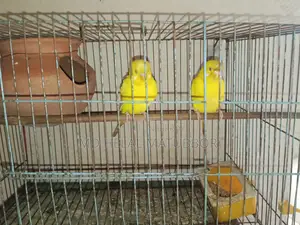 রেড লুটিনো বাজরিগার