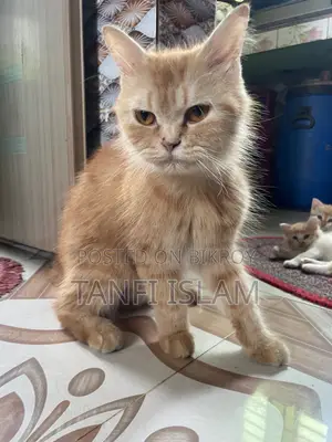 ১+ বছর বয়সী নারী বিশুদ্ধ পার্সিয়ান বিড়াল