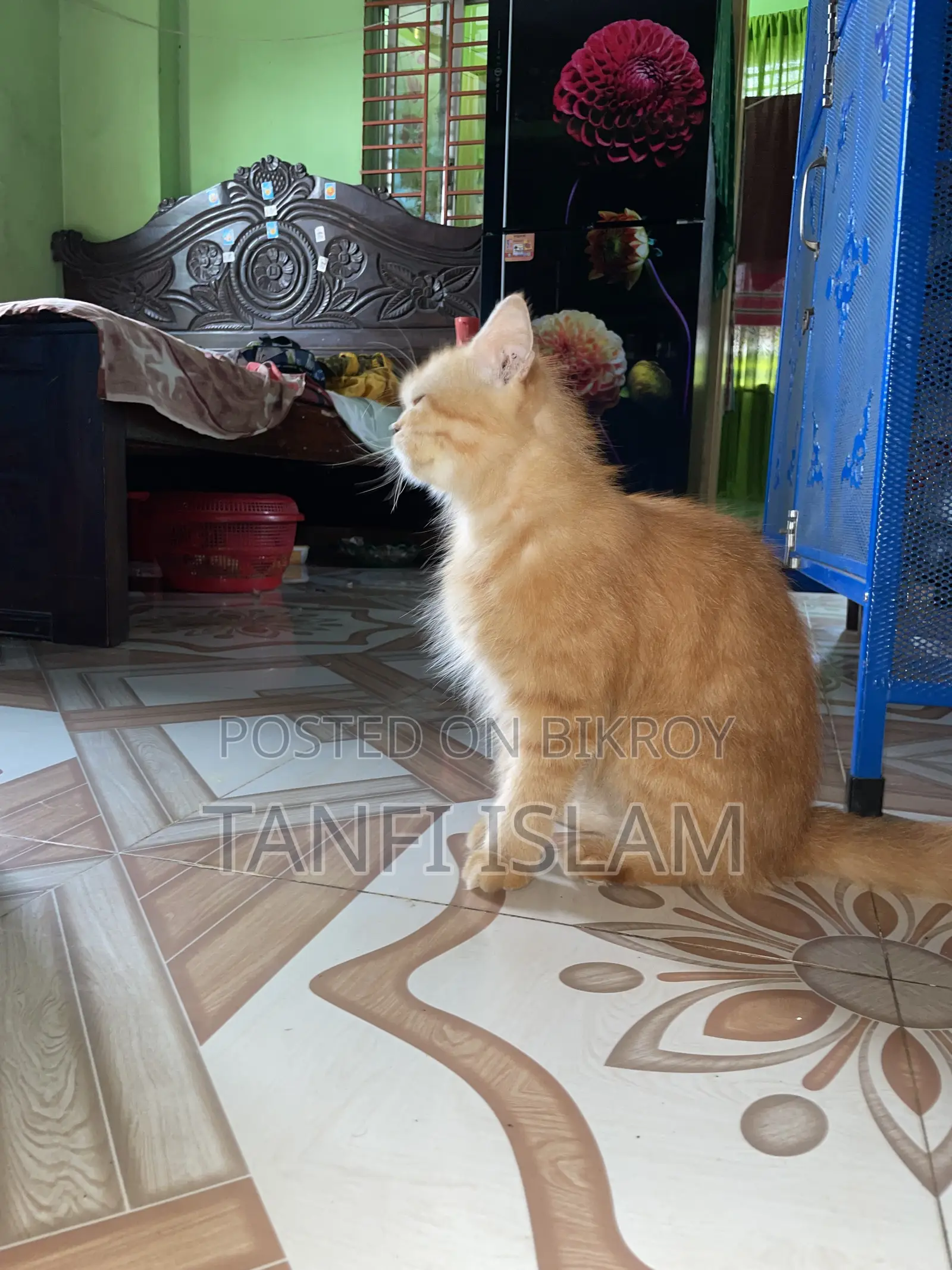 ১+ বছর বয়সী নারী বিশুদ্ধ পার্সিয়ান বিড়াল