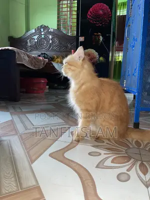 ১+ বছর বয়সী নারী বিশুদ্ধ পার্সিয়ান বিড়াল
