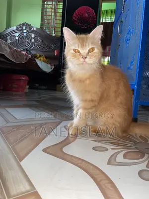 ১+ বছর বয়সী নারী বিশুদ্ধ পার্সিয়ান বিড়াল