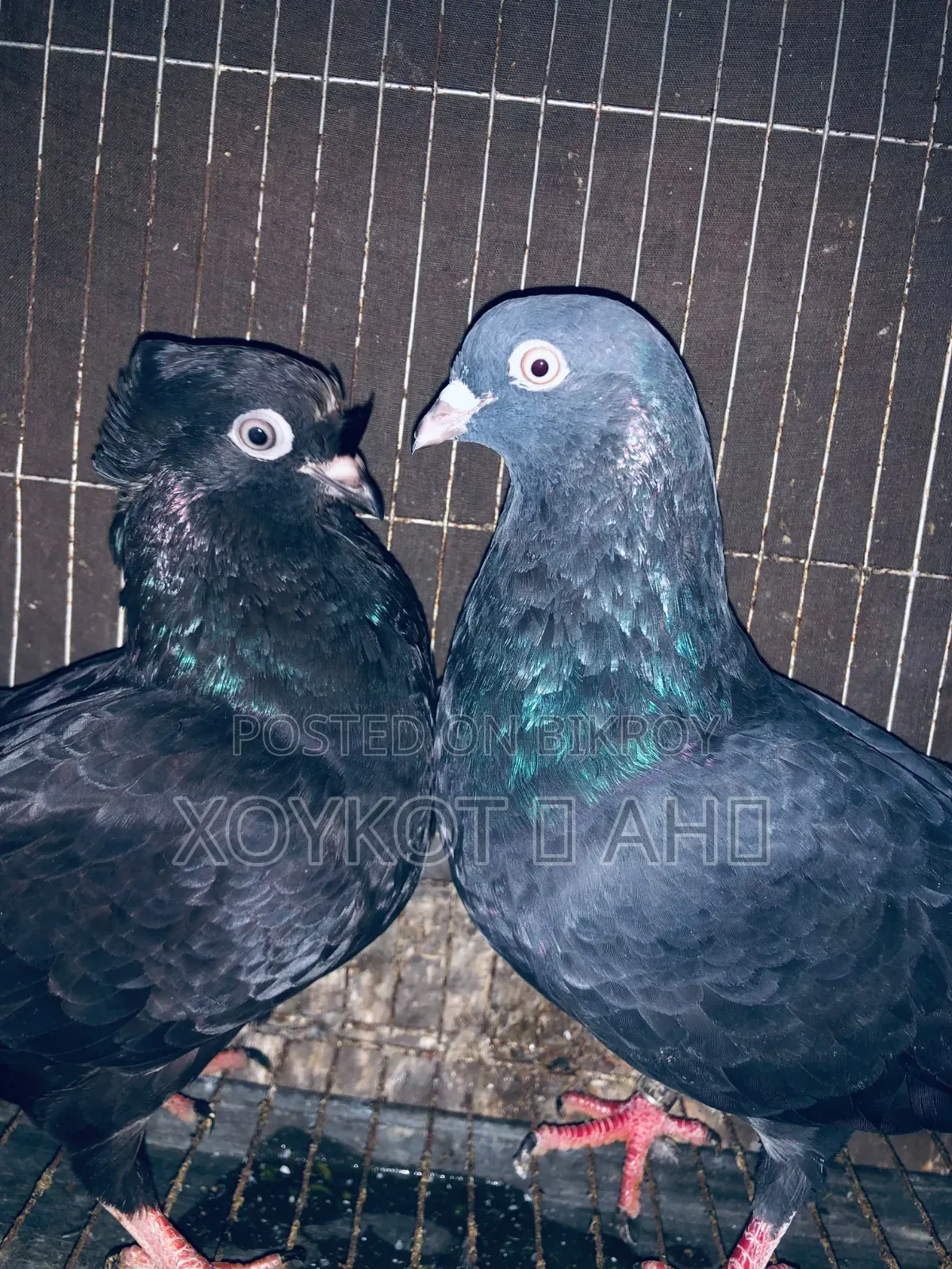 Giribaz Pigeon