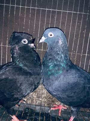 Giribaz Pigeon