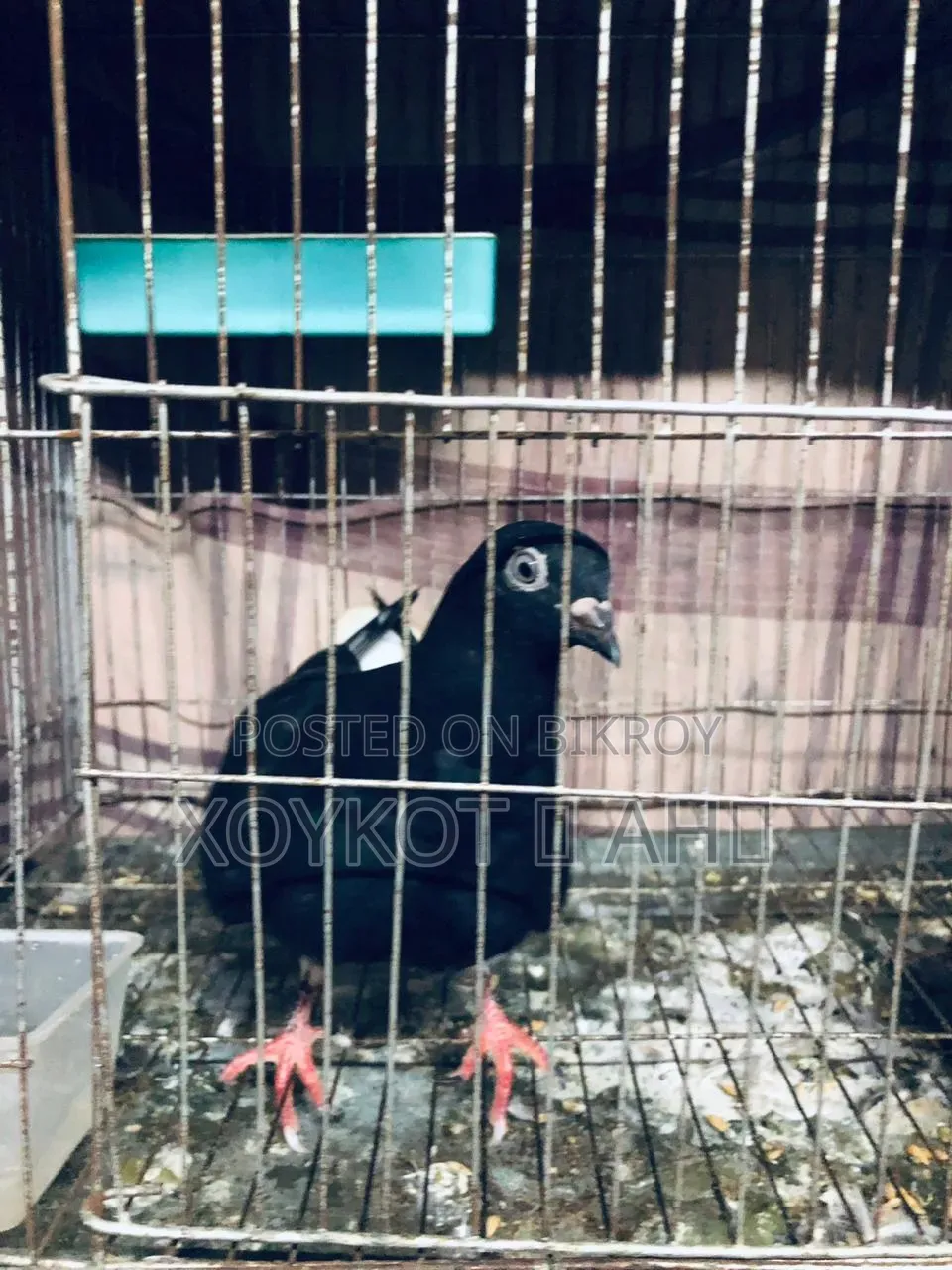 Giribaz Pigeon