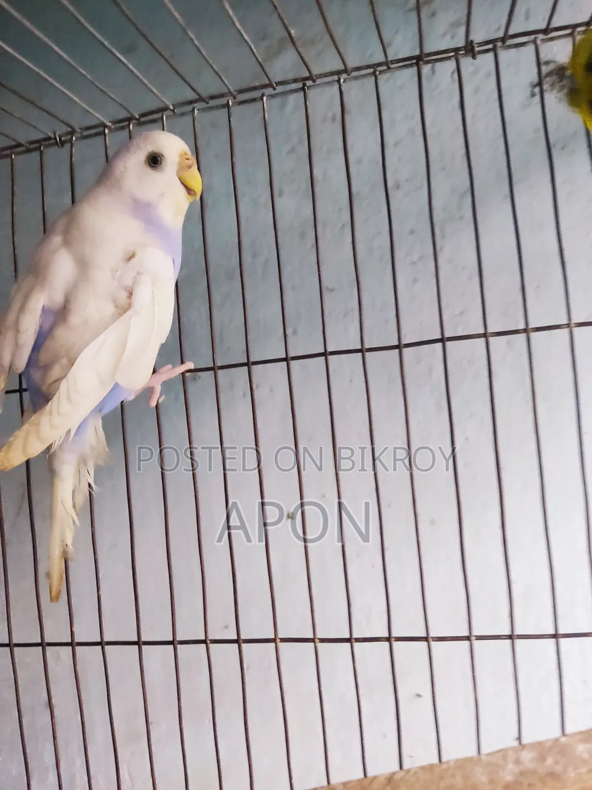 Budgerigar Bird