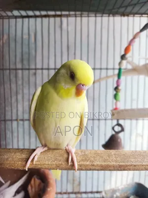 Budgerigar Bird
