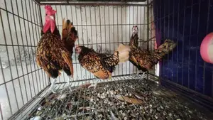 গোল্ডেন সেব্রাইট রানিং সেট
