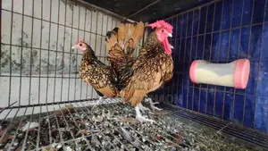 গোল্ডেন সেব্রাইট রানিং সেট