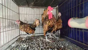 গোল্ডেন সেব্রাইট রানিং সেট