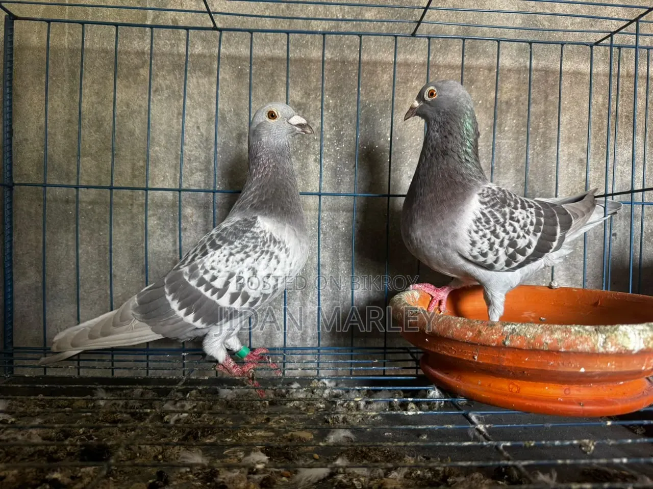 Good Pair