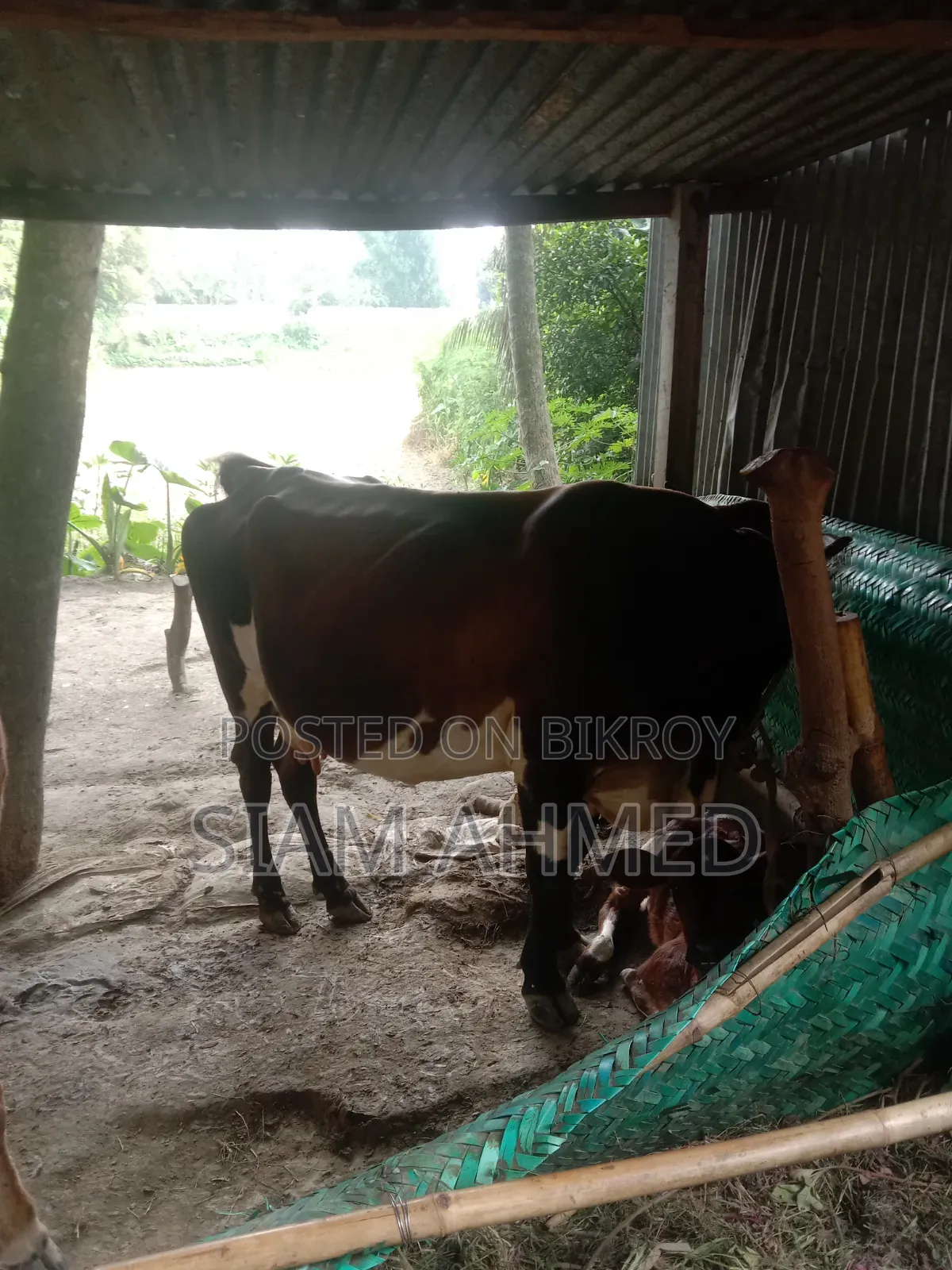 High-quality cow for sale