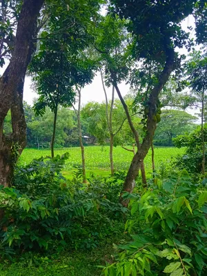 ভুইয়া গ্রুপ হাউজিং প্রজেক্টের পাশে ১২০ শতাংশ প্রিমিয়াম জমি বিক্রয়