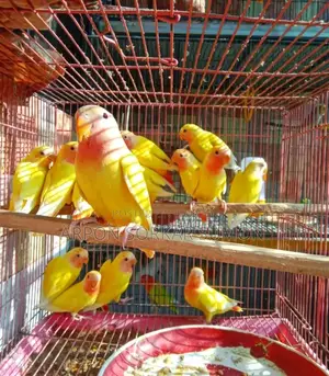 লাভবার্ড পাখি