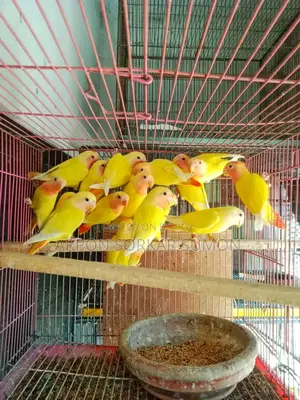 লাভবার্ড পাখি