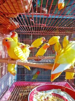 লাভবার্ড পাখি