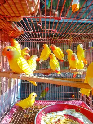 লাভবার্ড পাখি