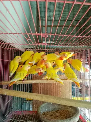 লাভবার্ড পাখি