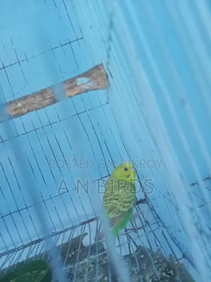 Budgerigar Female