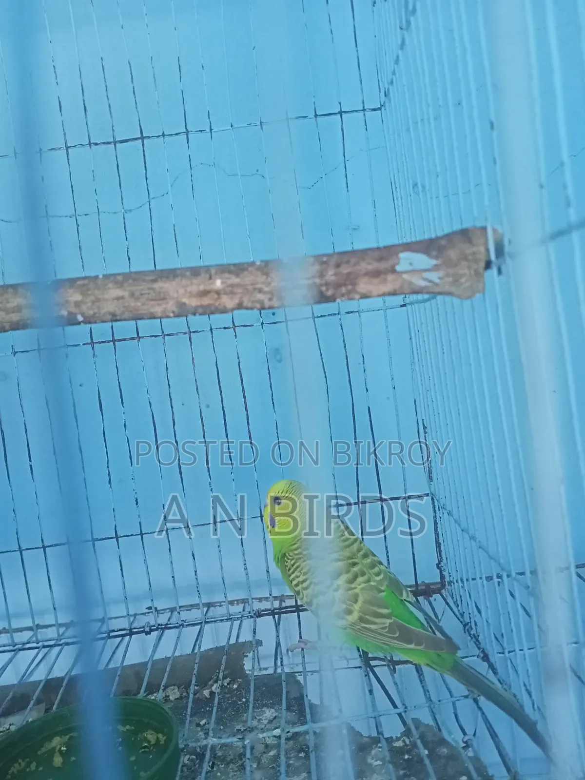 Budgerigar Female