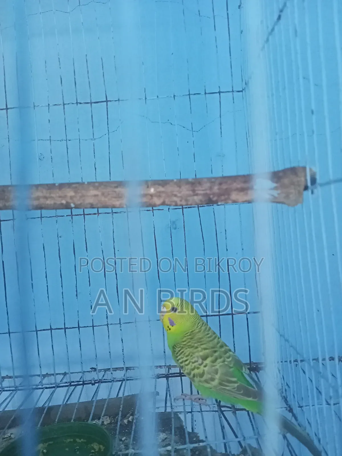 Budgerigar Female
