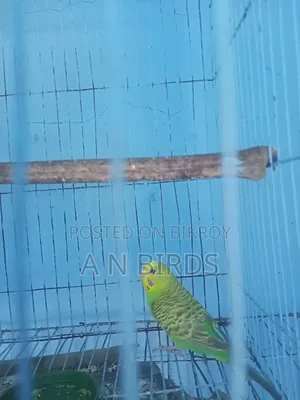 Budgerigar Female
