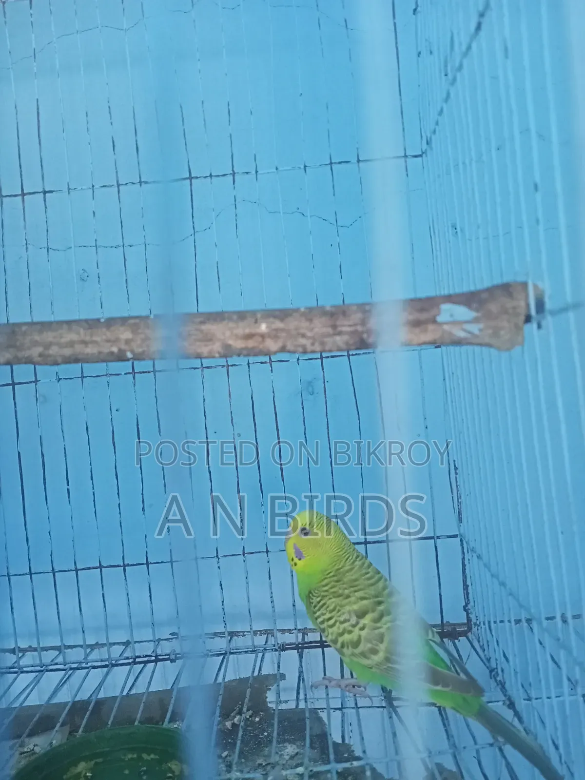 Budgerigar Female