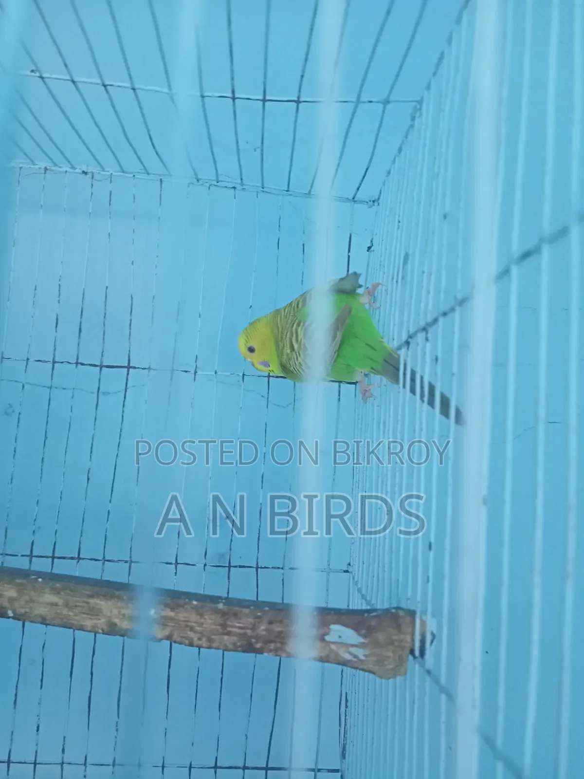 Budgerigar Female