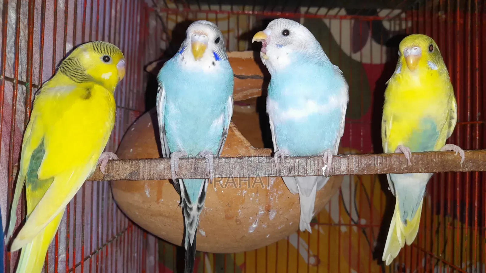 Budgerigar Bird