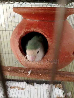 1 Pair of Running Lovebirds for Sale