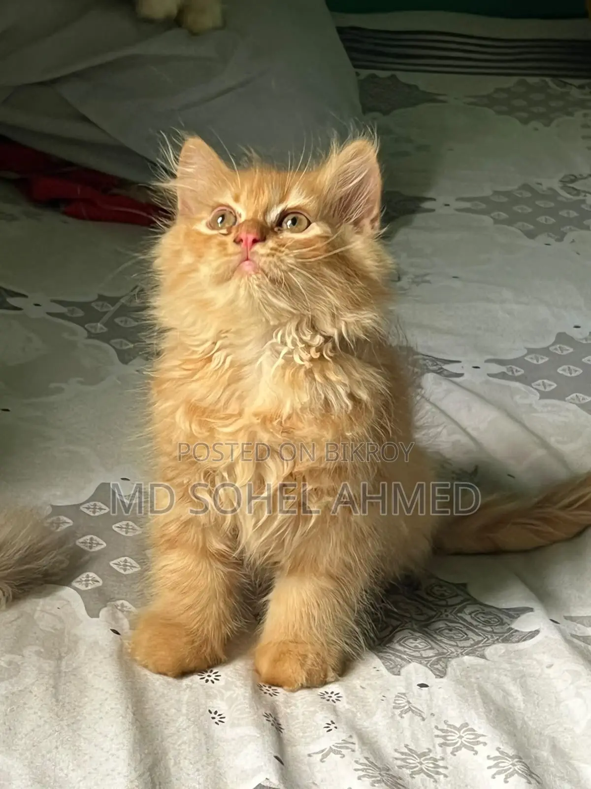 ১-৩ মাস বয়সী পুরুষ বিশুদ্ধ পার্সিয়ান বিড়াল
