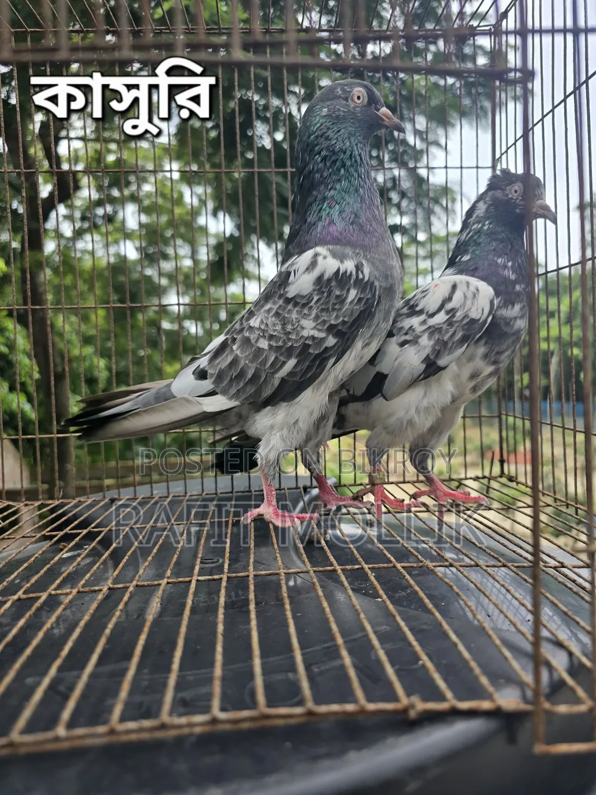 Some High-Flyer Pigeons