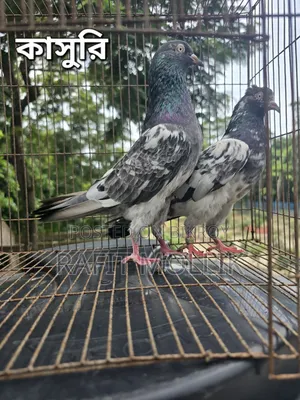 Some High-Flyer Pigeons