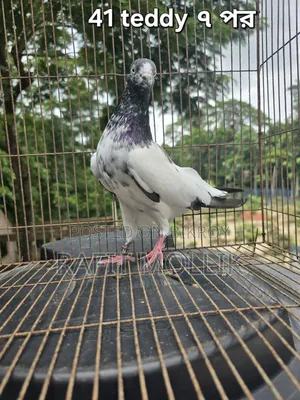 Some High-Flyer Pigeons