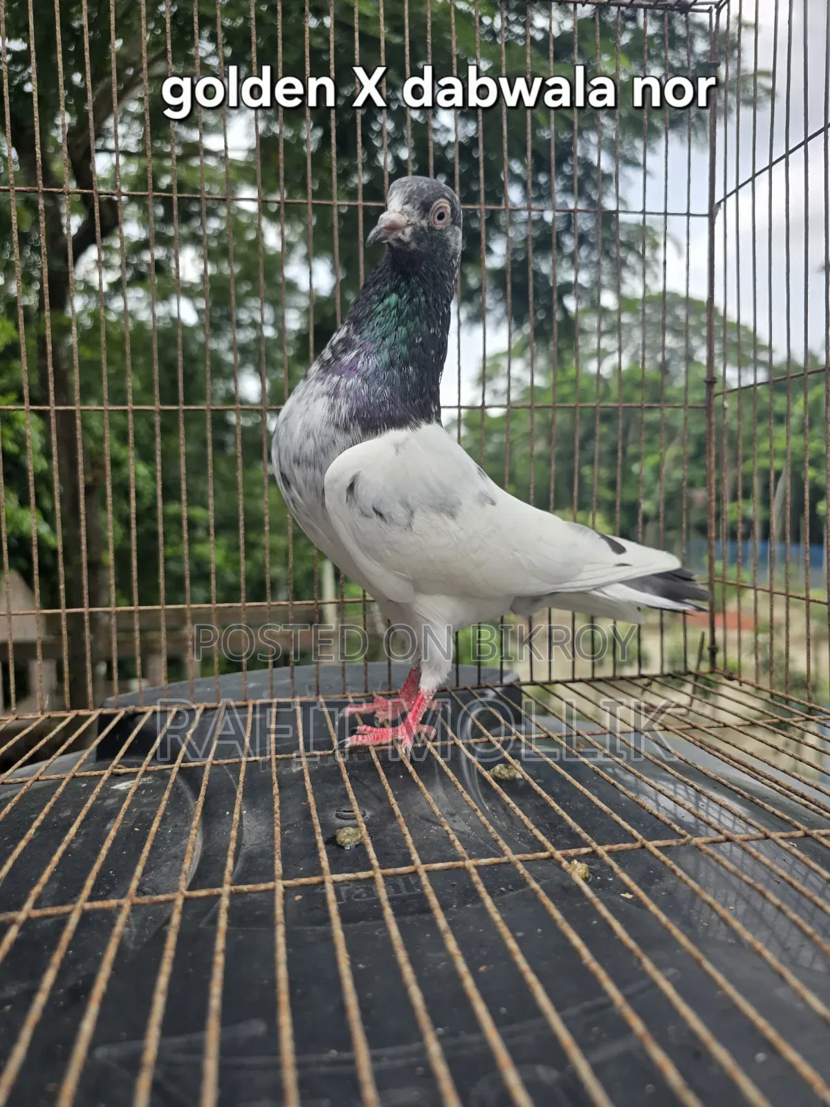 Some High-Flyer Pigeons