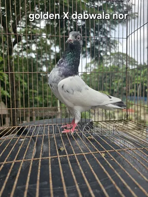 Some High-Flyer Pigeons