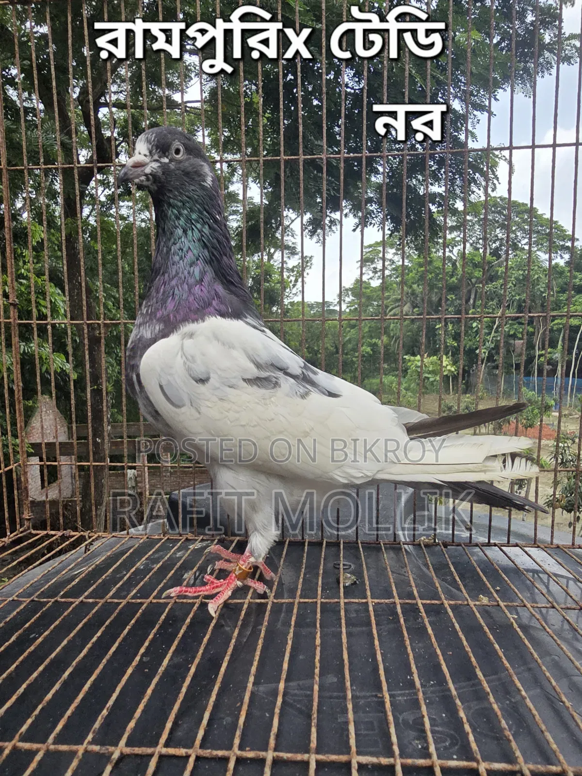 Some High-Flyer Pigeons
