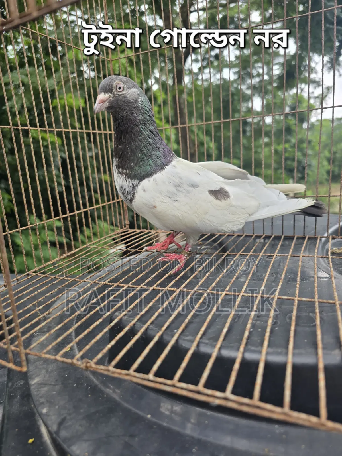 Some High-Flyer Pigeons