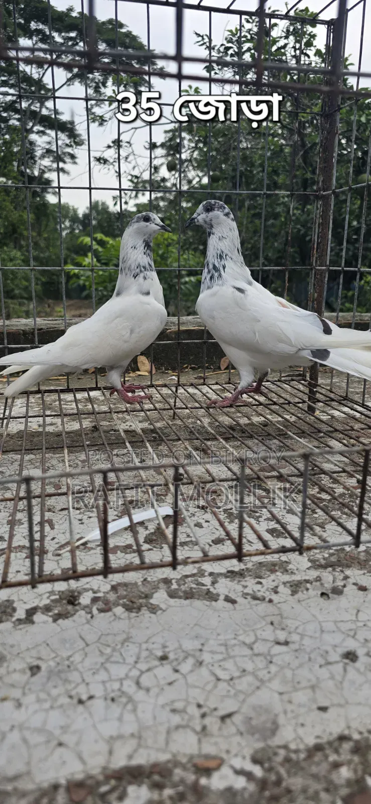 Some High-Flyer Pigeons