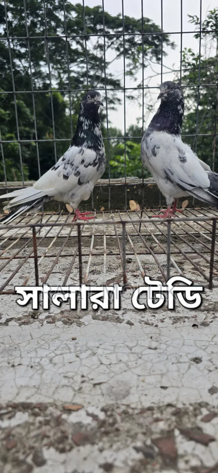 Some High-Flyer Pigeons