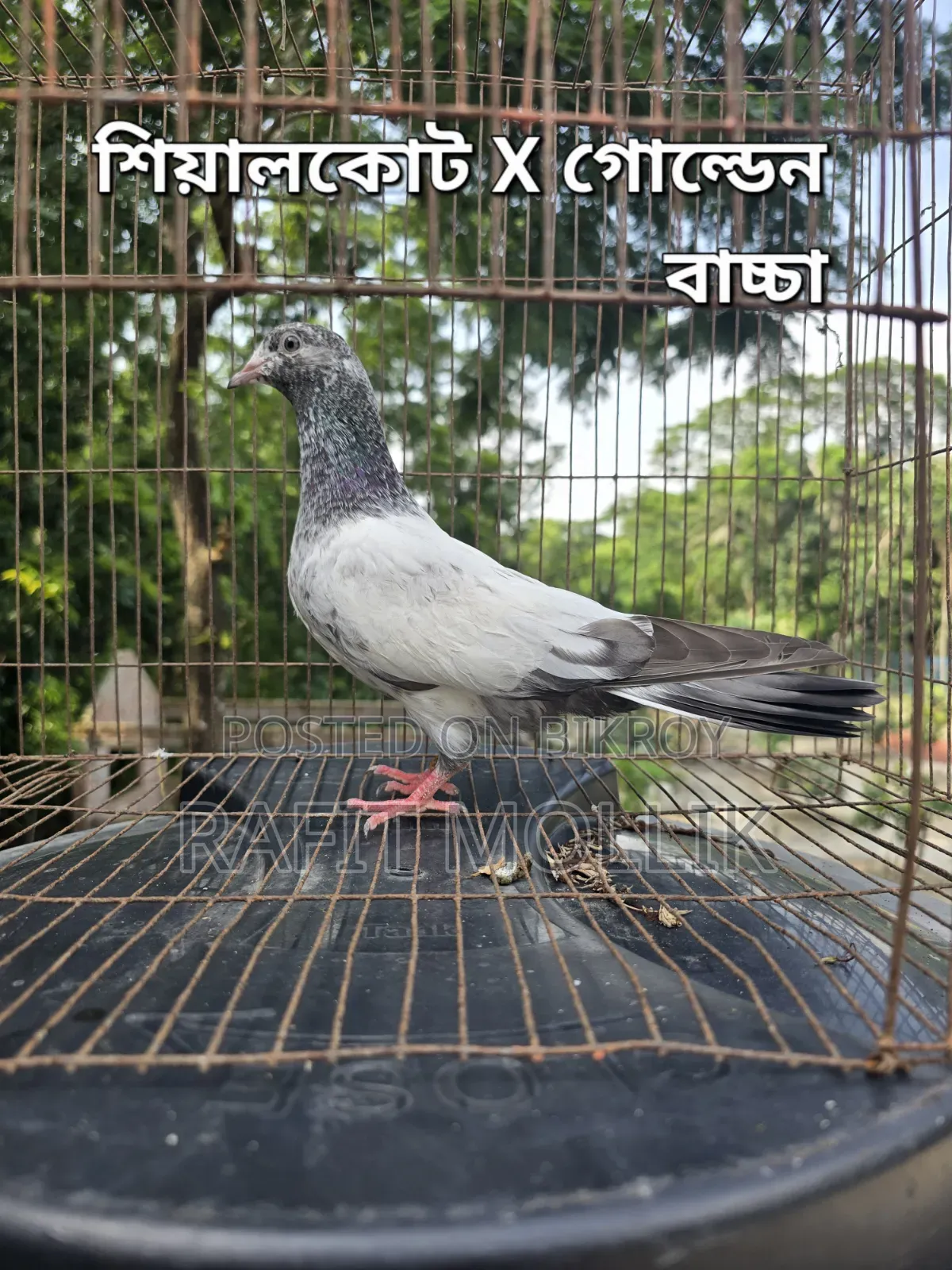 Some High-Flyer Pigeons