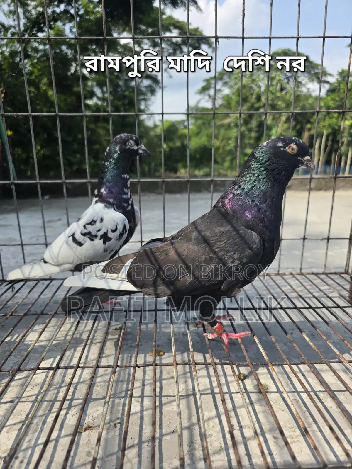 Some High-Flyer Pigeons