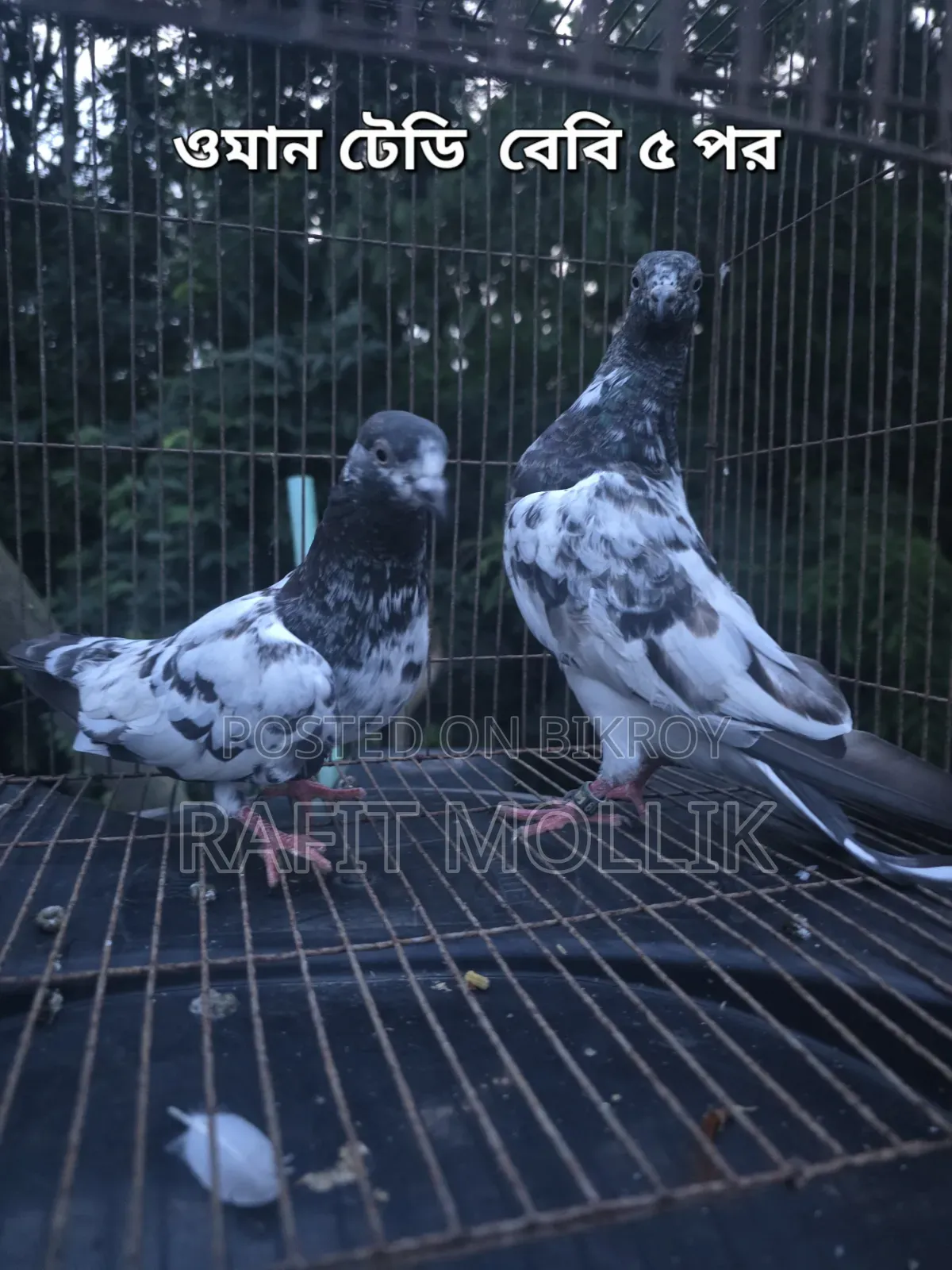 Some High-Flyer Pigeons
