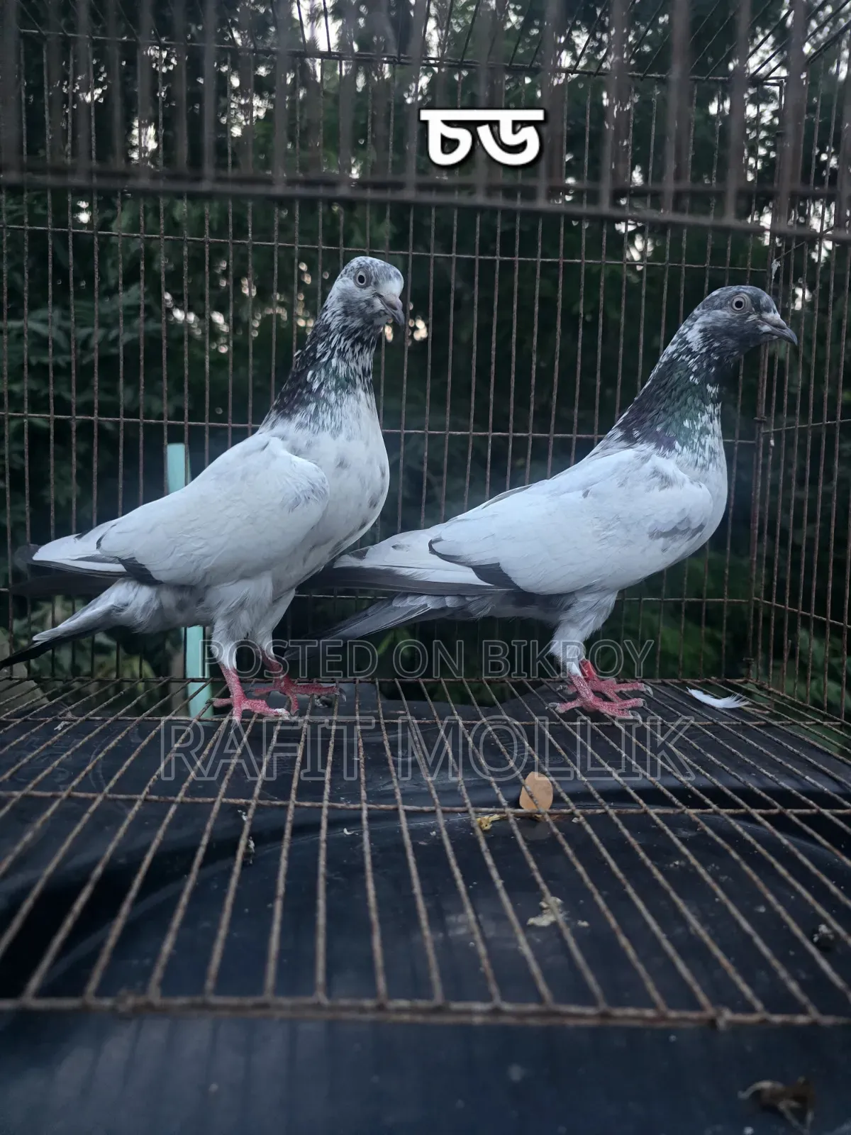 Some High-Flyer Pigeons